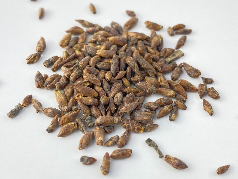 Birch Dried Buds | Betula Pendula | 100% Herbal Tea Immunity Boost! - Etsy