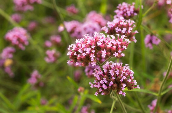 Vervain herb | Verbena officinalis | 100% natural herbal tea werbena