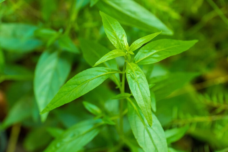 Andrographis Dried Herb | Andrographis Paniculata | Green Chiretta ...
