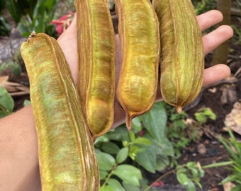 Inga Spectabilis - Machete Ice Cream Bean seedling
