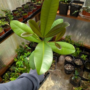 Mammee apple (Mammee Americana) seedling tree