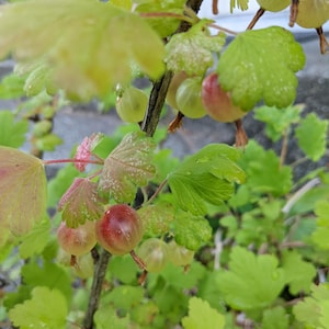 Pixwell Gooseberry - Big rooted cutting.  Very nice sweet fruit.