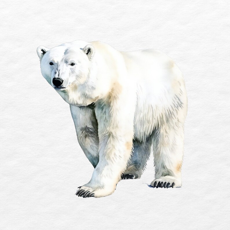 Watercolor Arctic Animals Clipart Bundle: 20 PNG Images (commercial Use ...