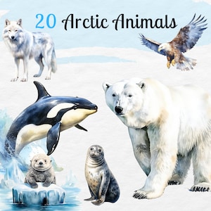 Animaux arctiques Clipart Aquarelle Bundle | Animaux d’hiver png | Renard arctique, chat, ours, macareux, élan, cerf | Un usage commercial