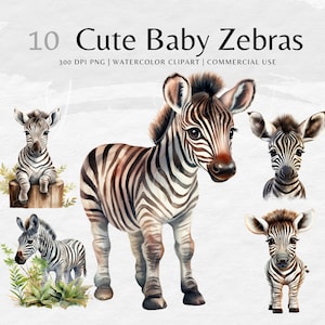 Zebra Clipart Watercolor Clip Art Bundle | Baby Zebra Clipart, zebras png | zebra Download | Commercial use