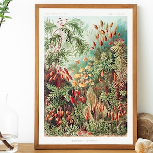 Botanical Art Print, Ernst Haeckel Scientific Illustration , Vintage Botanical Wall Art
