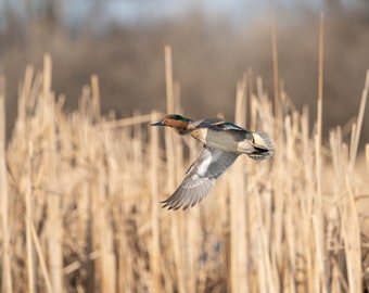 Green Wing Teal Duck op de vlucht