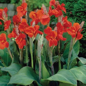 5 Red Canna Bulbs