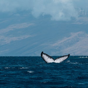 Puede incluir: La aleta caudal de una ballena rompe la superficie del agua del océano, con una cordillera de montañas en el fondo.