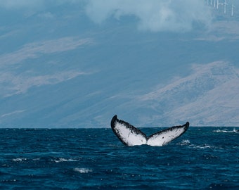 Pode incluir: A cauda de uma baleia rompe a superfície da água do oceano, com uma cordilheira de montanhas ao fundo.