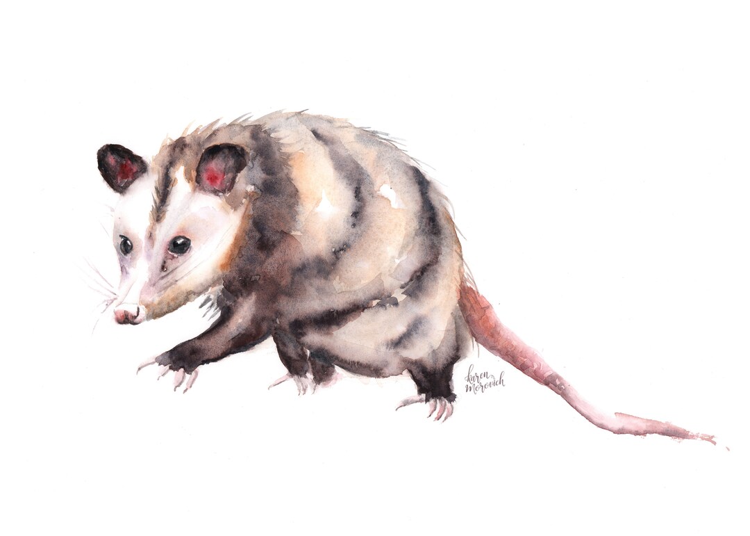 Printable Watercolor Possum Printable Wall Art Instant - Etsy