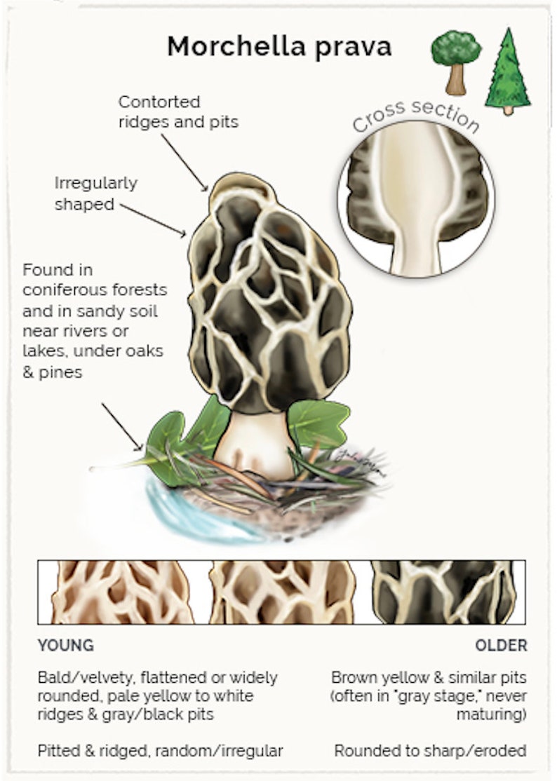 Pacific Northwest Morels Chart 8.5 X 11in Etsy