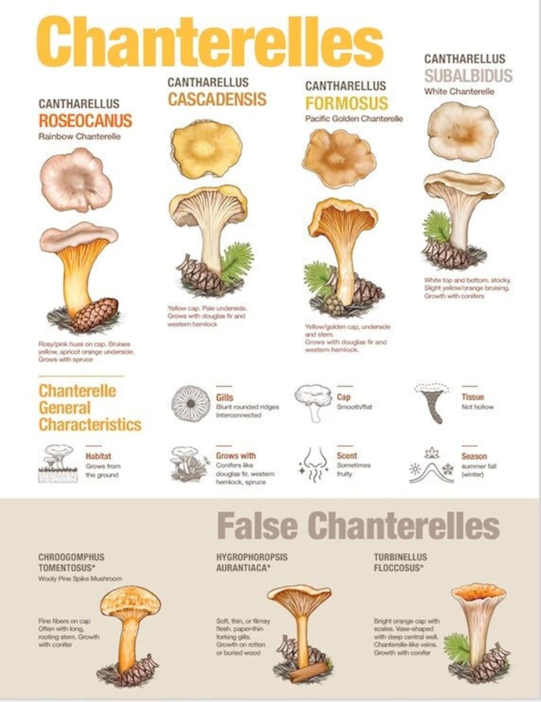 Pacific Northwest Chanterelle Chart in Two Sizes Etsy