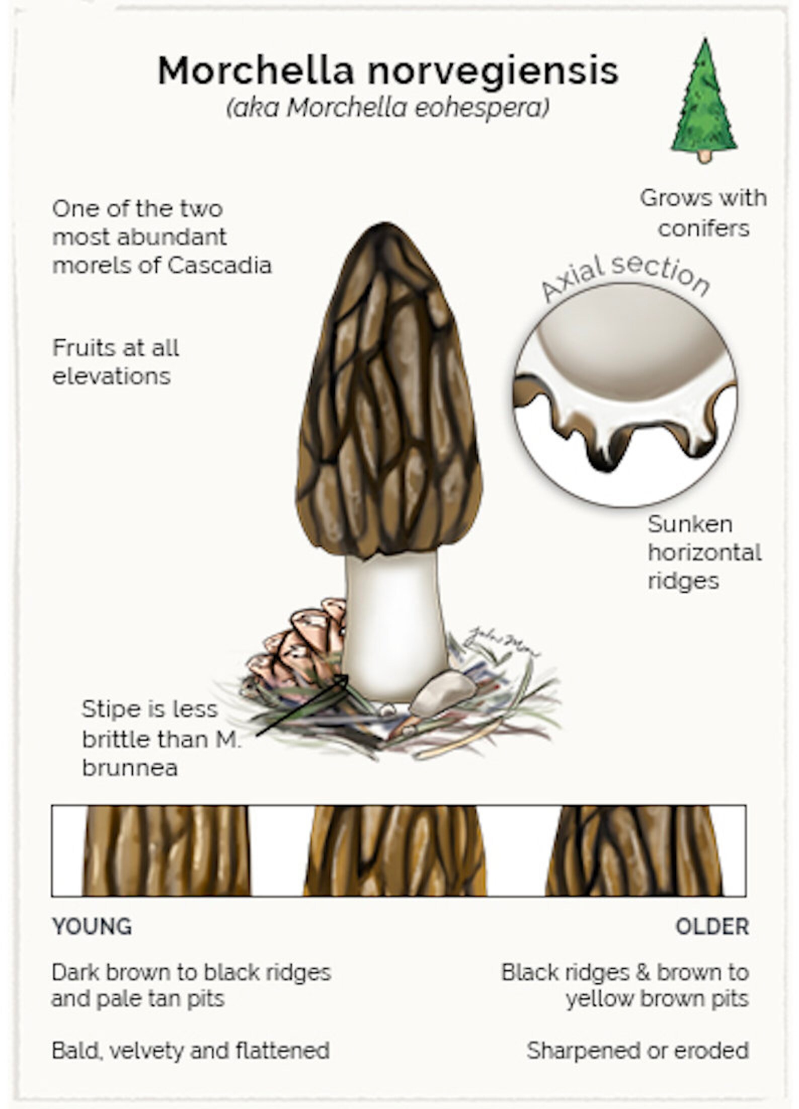 Pacific Northwest Morels Chart 8.5 X 11in Etsy
