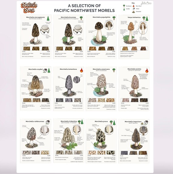 Pacific Northwest Morels Chart 8.5 X 11in Etsy