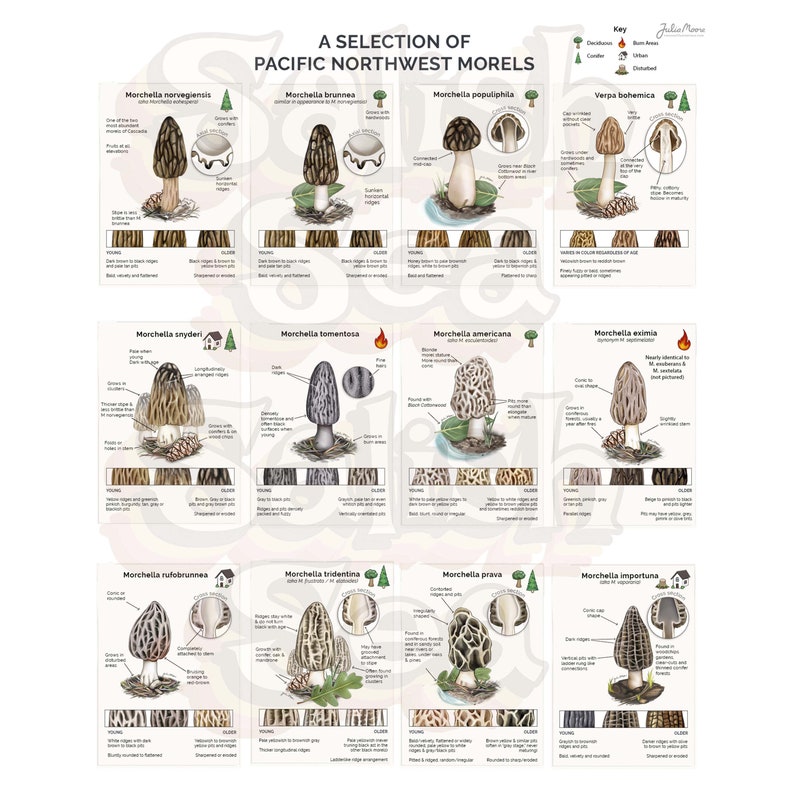 Pacific Northwest Morels Poster large 16x20in Etsy