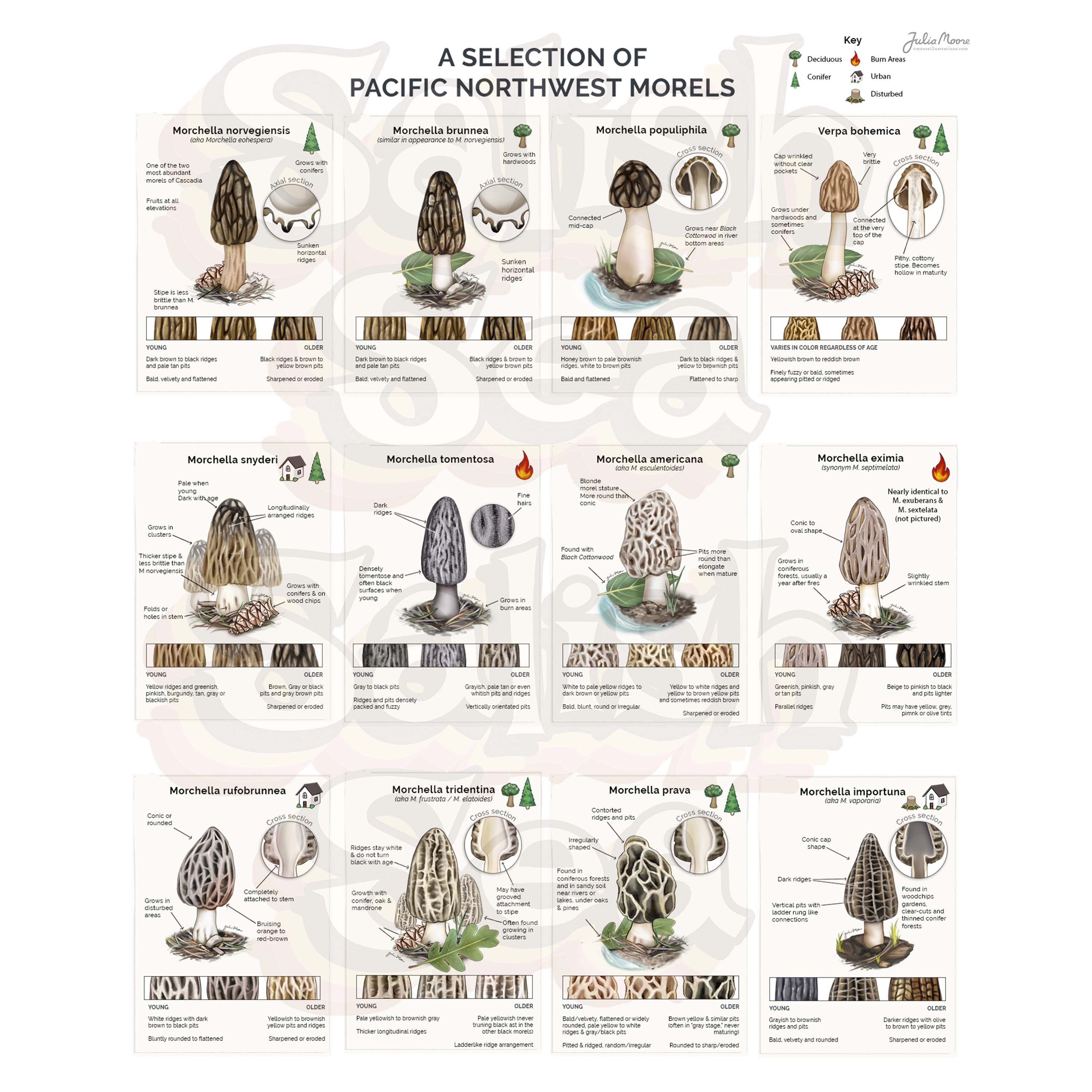 Pacific Northwest Morels Poster large 16x20in Etsy
