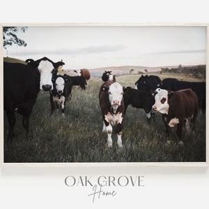 Rustic Cow Photo, Brown Cow Herd, Midwest Cattle Ranch, Cattle Farm Printable, Herd of Cows Photo, Farmhouse Decor, Country Landscape