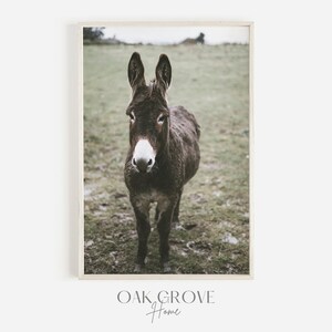 Donkey Printable, Farmhouse Photo, Modern Farm Decor, Donkey Photography, Rustic Country Print, Farm Donkey Wall Art, Donkey Poster Print