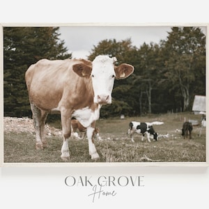 Brown Cow on Farm, Milk Cow Photography, Neutral Farmhouse Decor, Horizontal Wall Art, Rustic Cow Poster, Milk Cow Digital Art