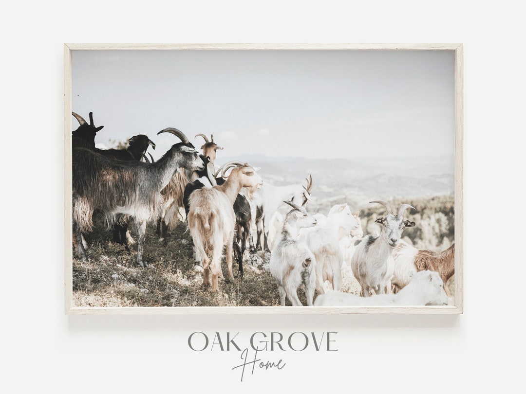 Farmhouse Goat Wall Art, Herd of Goats on Grassy Hill, Goat Scenery
