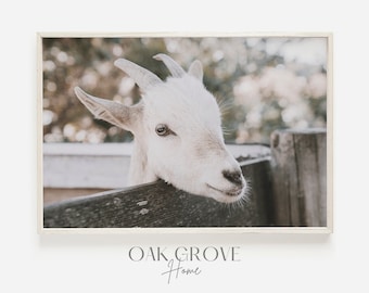 Baby Goat on Farm, White Goat Photo, Rustic Farm Decor, Farm Animal Print, Baby Goat Poster, Farmhouse Bedroom Art, Neutral Farm Decor