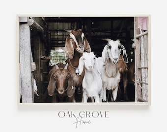 Goats in Barn, Four Goats At Barn Door, Rustic Goat Print, Farm Animal Photo, Farmhouse Print, Goats in Barn Digital Art, Rustic Country Art