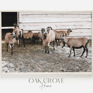 Tan Goats Printable, Neutral Rustic Print, Winter Goats Photo, Goats on Farm, Working Farm Scenery, Cold Winter Day, Rustic Farmhouse Goats