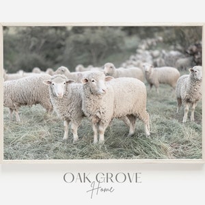 English Countryside Sheep, Neutral Sheep Scenery, English Sheep Poster, Livestock Wall Art, English Farm Poster, Sheep Printable Art