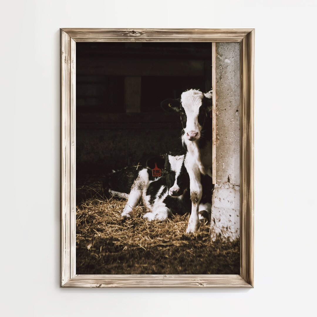 Newborn Calves Poster, Farm Life Wall Art, Baby Cow Printable, Farm