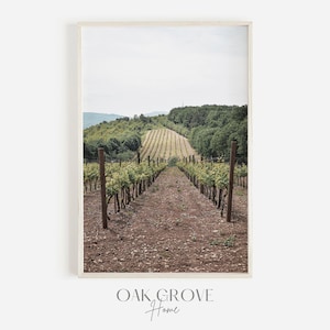 Napa Valley Vineyard, Rows of Wine Grapes, Vineyard Scenery, Winery Vineyard, Napa Valley Landscape, Vineyard Field Photo Napa Valley Winery