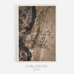 Puede incluir: Una fotografía aérea de un rebaño de ovejas reunidas en un campo. Las ovejas son blancas y están reunidas en un círculo. El campo es marrón y hay un camino de tierra que lleva a las ovejas. La foto está tomada desde un ángulo alto y las ovejas parecen pequeñas.