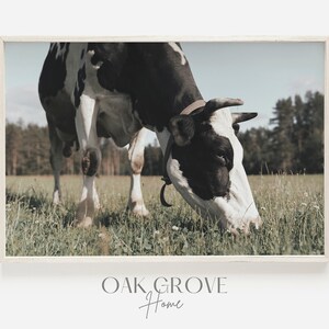 Cow Nibbling Grass, Cow in Open Field, Midwest Cattle Ranch, Holstein Cow Scenery, Milk Cow Wall Art, Rustic Cow Photo, Midwest Farm Print