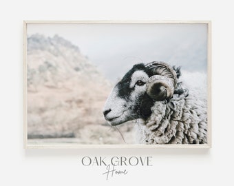 Ram Sheep Poster, Spotted Ram Photo, Sheep Ram Wall Art, Side View of Ram Horns, Rustic Farmhouse Print, Bedroom Poster, Farm Style Print
