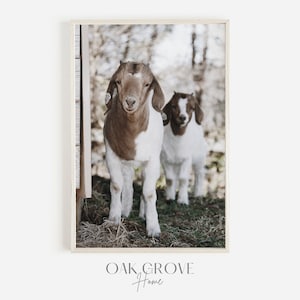 Two Baby Goats On Farm, Country Scenery, Rustic Farm Photo, Baby Goats Wall Art, Neutral Decor, Country Farm Printable, Baby Goat Photograph