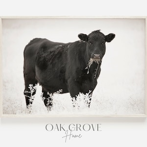 Black Angus in Frosty Field, Winter Cow Wall Art, Black Angus Cattle Ranch, Western Cow Operation, Farmhouse Wall Art, Neutral Modern Farm