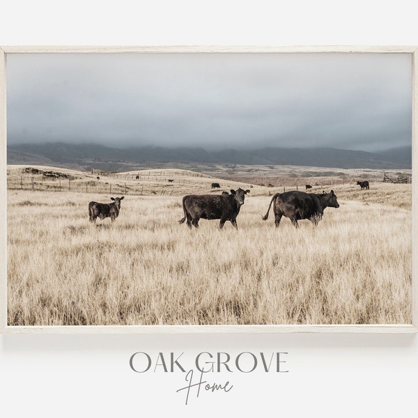 Western Cattle Ranch Scenery, Montana Open Range, Cattle Ranch Photography, Cows in Hay Field, Montana Ranch Decor, Farmhouse Printable