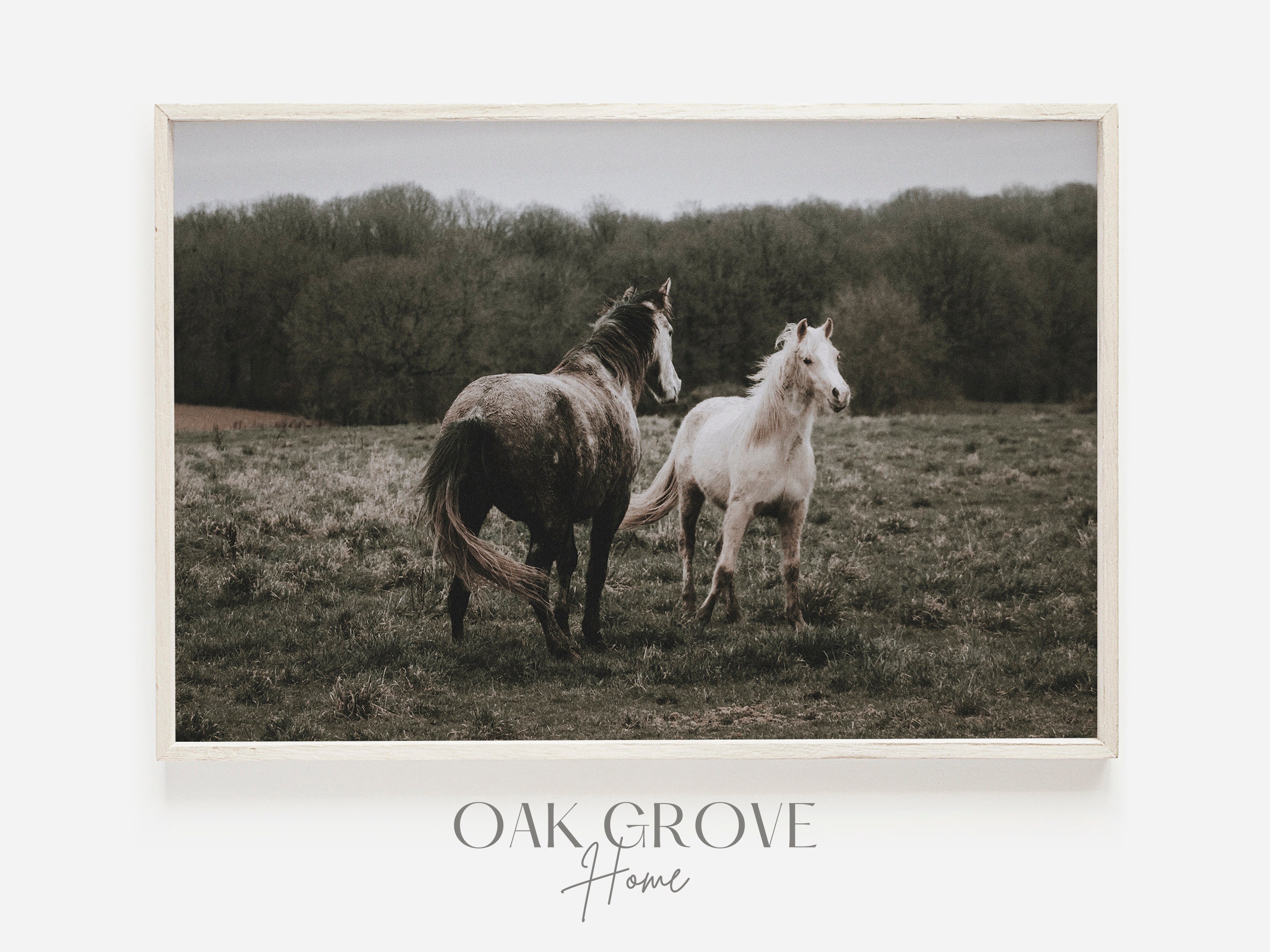 Horse Argument Poster, Modern Farm Decor, Horse Photography, Horses Fighting, Pasture Horse