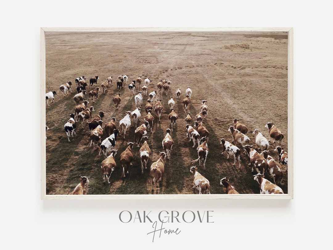 Cattle Drive Photo, Western Cattle Ranch, Cattle Drive Wall Art, Texas Cattle Ranch, Rustic