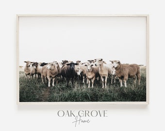 Field Full of Sheep, Countryside Scene, Sheep Grazing in Grassy Field, Farm Photography, Sheep Home Decor, Modern Farmhouse, Living Room Art