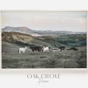 Brahman koe landschap, zomer koe weiland, glooiende met gras begroeide heuvels, vee boerderij print, kudde koeien foto, decor van de boerderij, zomer op de boerderij