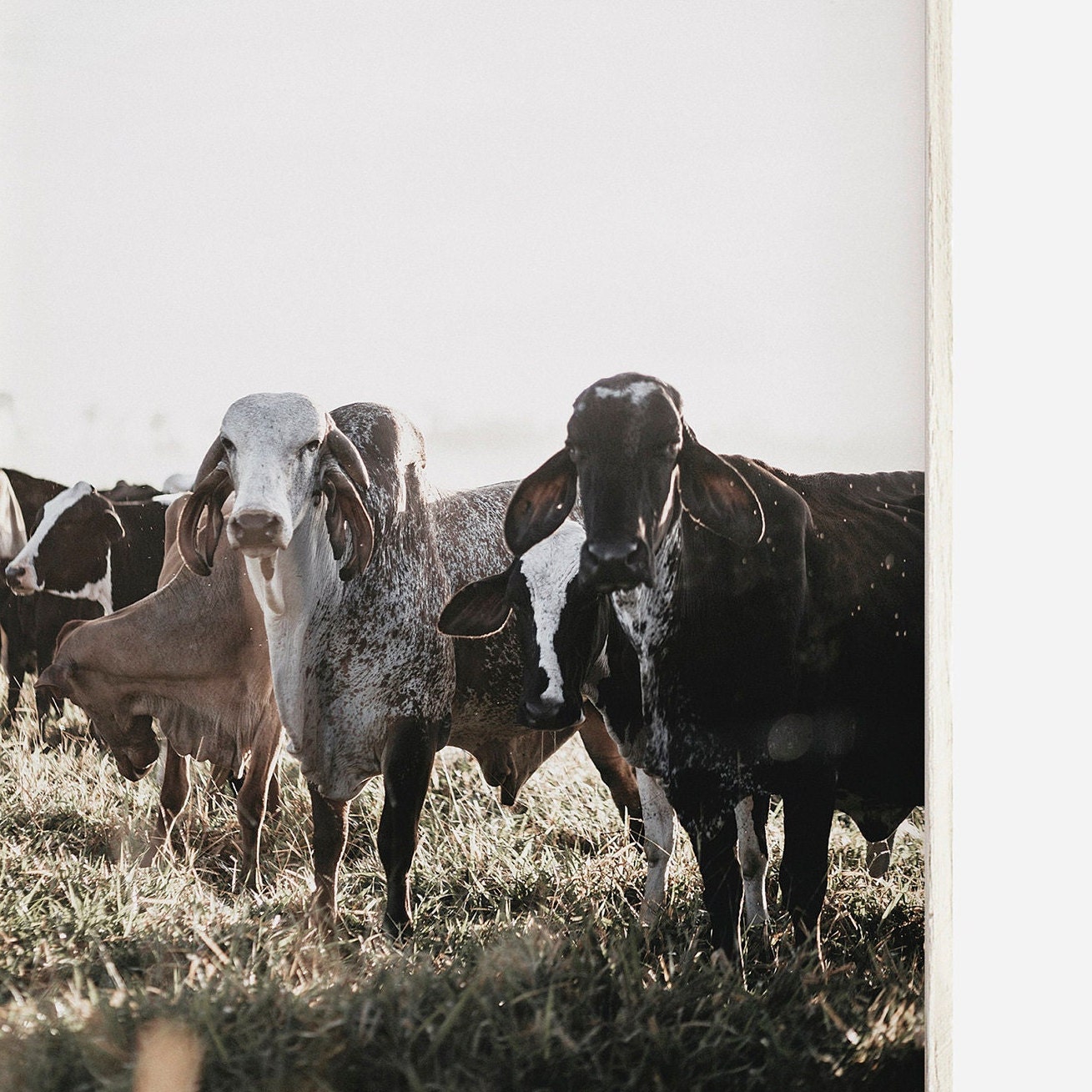 Brahman Cow Printable, Wrinkly Cow Wall Art, Brahman Cow Photography