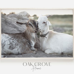 Snuggling Goats Print, Brown and White Baby Goats, Farmhouse Goat Photo, Country Goat Decor, Goats Keeping Warm, Baby Goat Wall Art