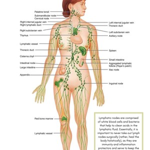 May include: A diagram of the human lymphatic system, showing the location of lymph nodes throughout the body. The diagram includes labels for the different parts of the lymphatic system, such as the thymus, spleen, and lymph nodes.