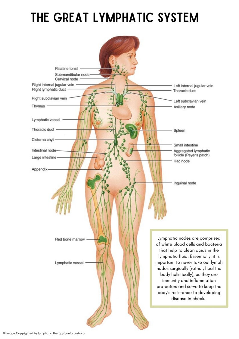 May include: A diagram of the human lymphatic system, showing the location of lymph nodes throughout the body. The diagram includes labels for the different parts of the lymphatic system, such as the thymus, spleen, and lymph nodes.