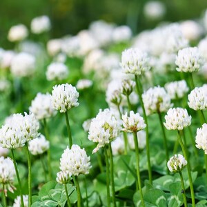 May include: A rustic wooden sign with the text "Welcome to our home" in white lettering. The sign features a distressed finish and a simple, inviting design, perfect for a front porch or entryway.