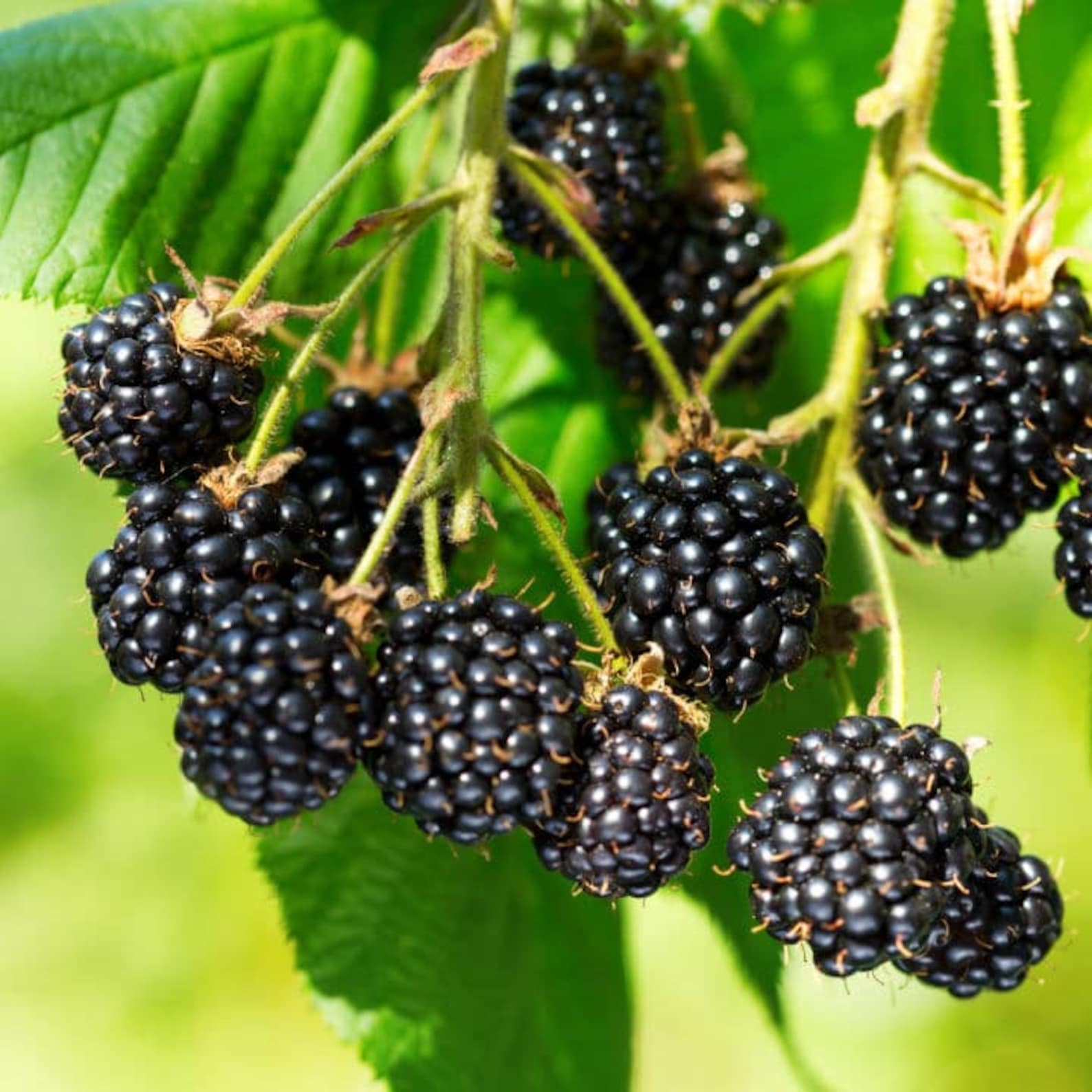 Apache Thornless Blackberry Fruit Tree Grow Blackberries Etsy