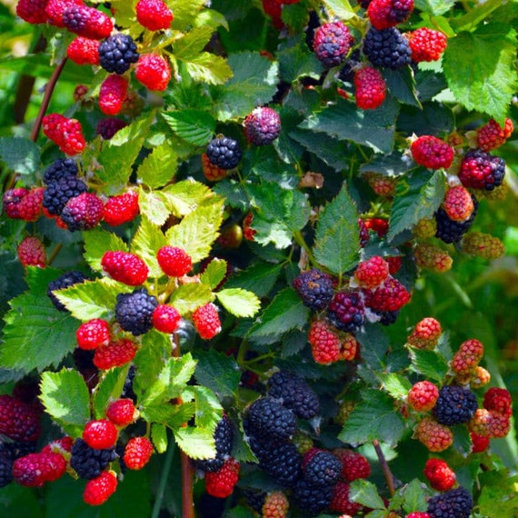 Apache Thornless Blackberry Fruit Tree Grow Blackberries Etsy