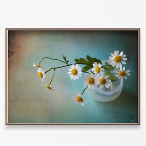 Chamomile / Photo / Fine Art Photography / Wall Art / Modern Farmhouse / flower / daisy / logom / biophilia / zen / boho / herb