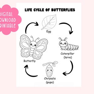 Butterfly Life Cycle Coloring Page Printable for Kids | Caterpillar to ...